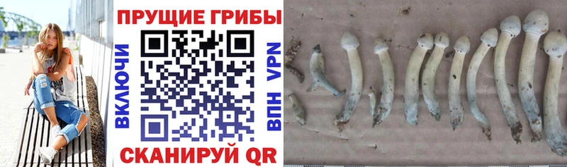 Галлюциногенные грибы MAGIC MUSHROOMS Соликамск